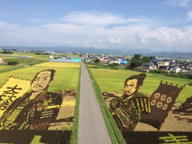 【写真を見る】ことしの田舎館の田んぼアートでは「真田丸」より真田昌幸と石田三成が描かれている！