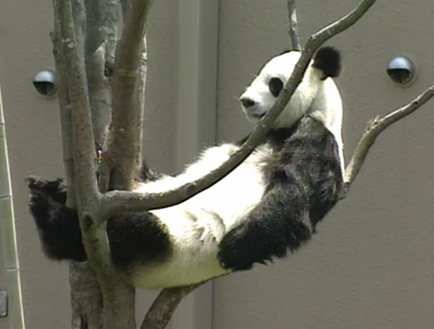 お気に入りの場所である木の上でくつろぐパンダ