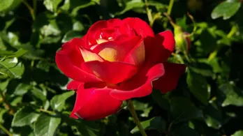 松たか子が声の出演!バラのドキュメンタリーを放送