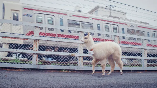 道路交通法では、アルパカは大型犬と同等の扱いだという