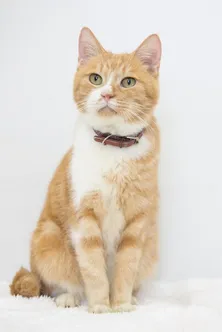 キュートな写真に萌え！テレビで活躍する最新ワンニャンカタログ