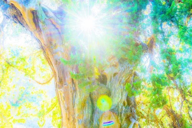 【写真を見る】大木とその隙間から見える太陽を捉えた1枚。幻想的でまるで絵画のようにも見える