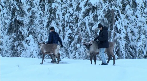 アメリカ・アラスカ州ではトナカイがペットに!?