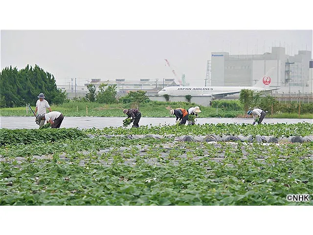 小さな旅(ドキュメンタリー／教養) | WEBザテレビジョン(9096)