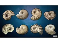 ダーウィンが来た！