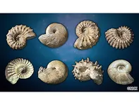 ダーウィンが来た!