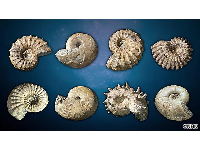 ダーウィンが来た！