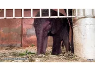 ダーウィンが来た！