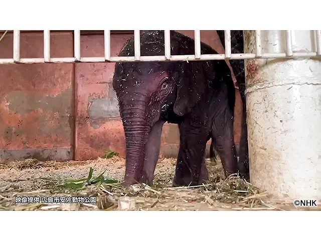 ダーウィンが来た!