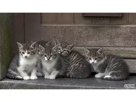 岩合光昭の世界ネコ歩き