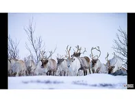 ワイルドライフ