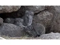 ワイルドライフ