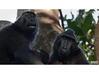 ワイルドライフ